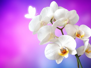 orchid-1259019