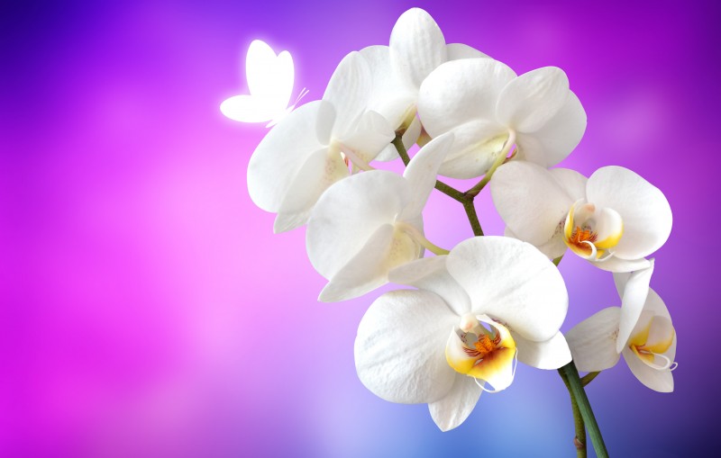 orchid-1259019