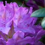 rhododendron-313235