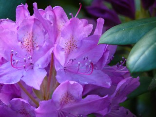 rhododendron-313235