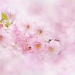 cherry-blossoms-3054709-2