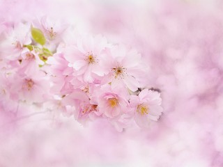 cherry-blossoms-3054709