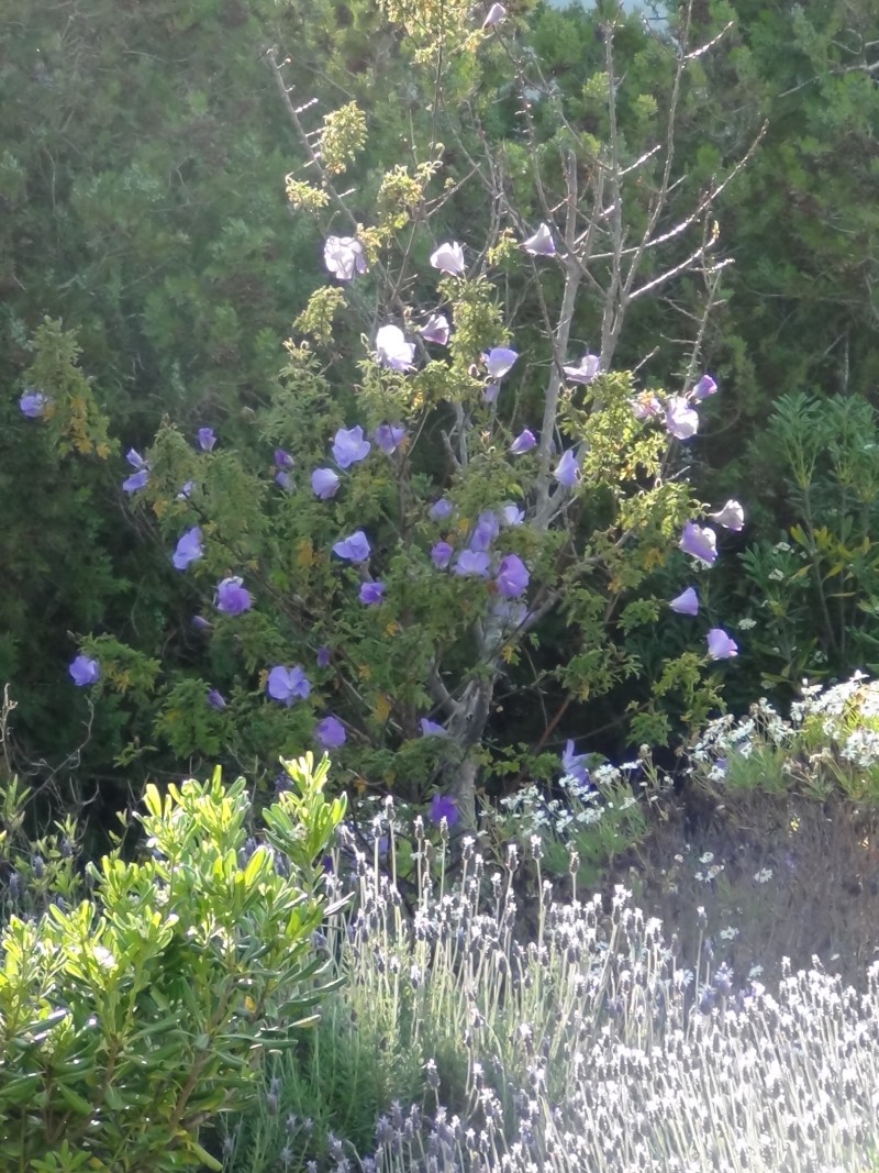 15-04-14-ca-jardin-15