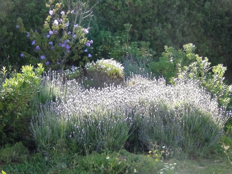 15-04-14-ca-jardin-4