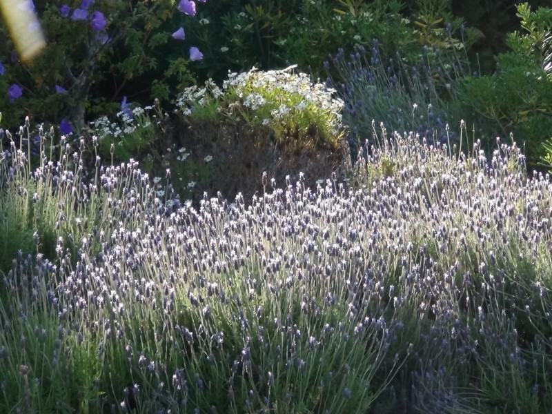 15-04-14-ca-jardin-7