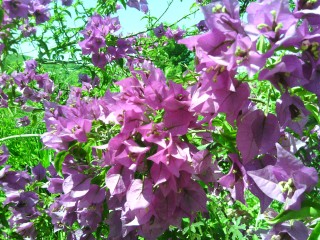 20-06-14 toit (99)bougainvilliers