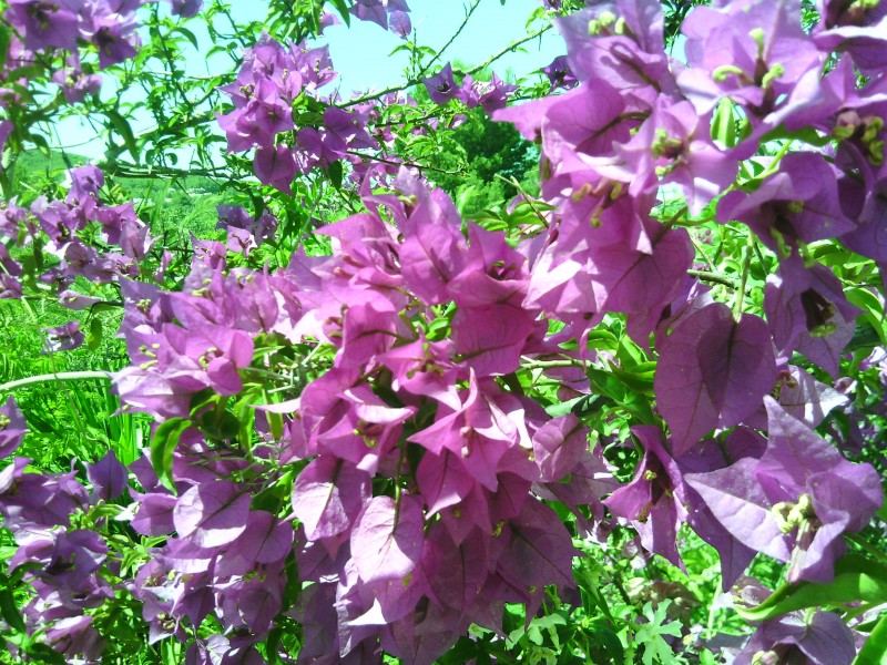 20-06-14-toit-99bougainvilliers