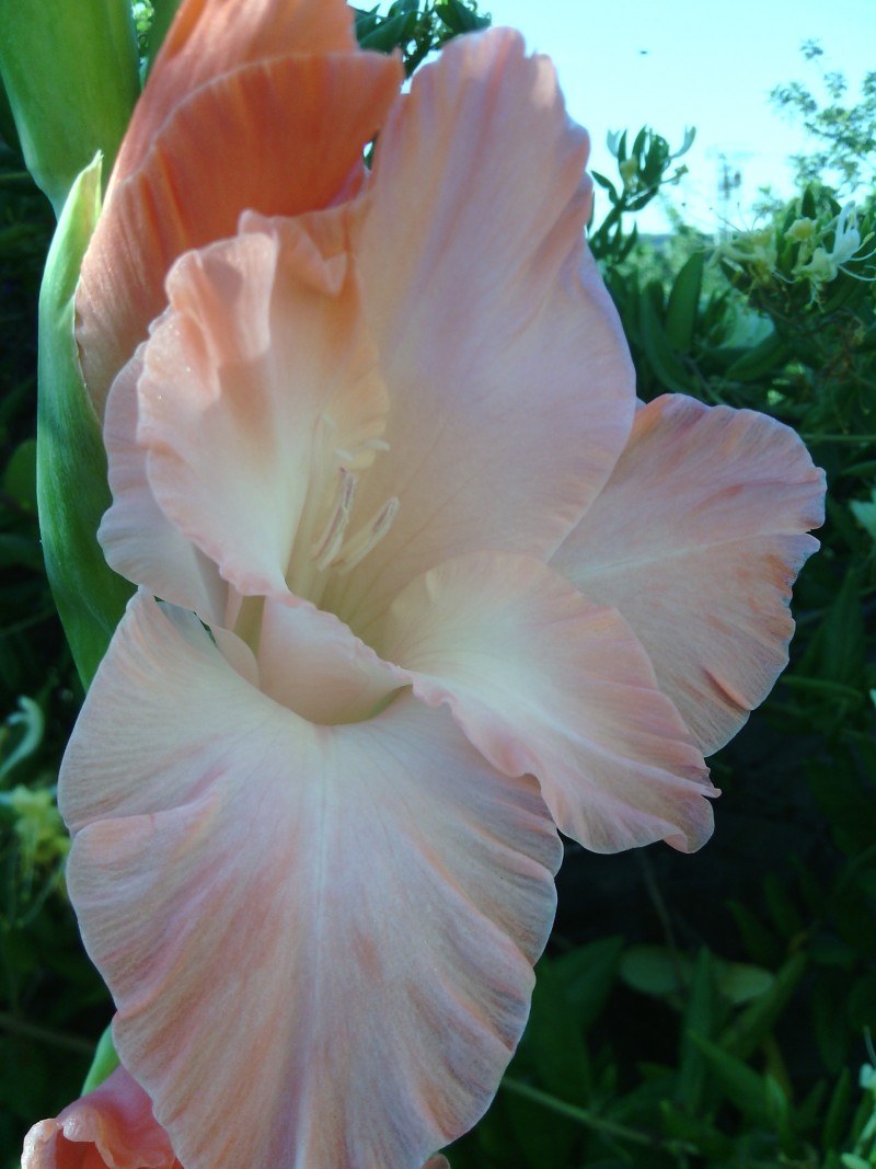 20-06-14-toit-13-glaieul