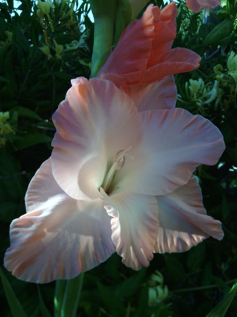 20-06-14-toit-19-glaieul