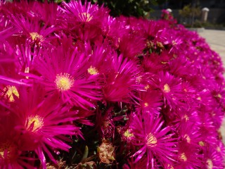 25-04-14 gib vues gardens (148)fleurs