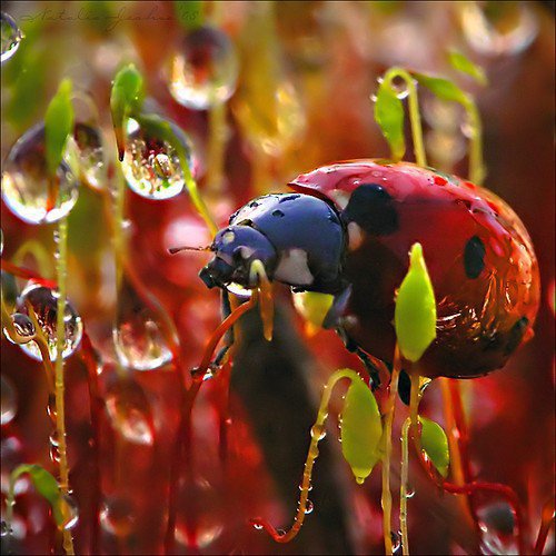 260300_218664091488399_199853530036122_737551_4990468_n-1