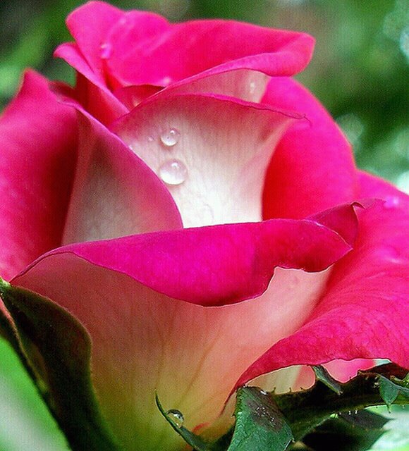 391937_278904918818488_257476760961304_761912_1088394725_n-1