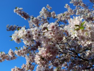 almond-blossom-2183622_1280