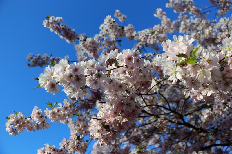 almond-blossom-2183622_1280