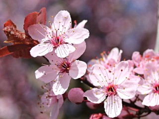 almond-blossom-2188842_1280