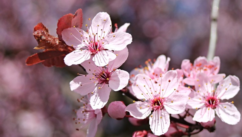 almond-blossom-2188842_1280