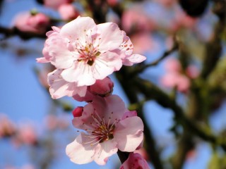 almond-blossom-689847_1280