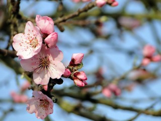 almond-blossom-689851_1280