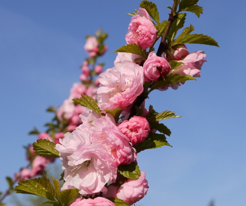 almond-tree-1328686_1280