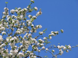 apple-blossom-411272_1280