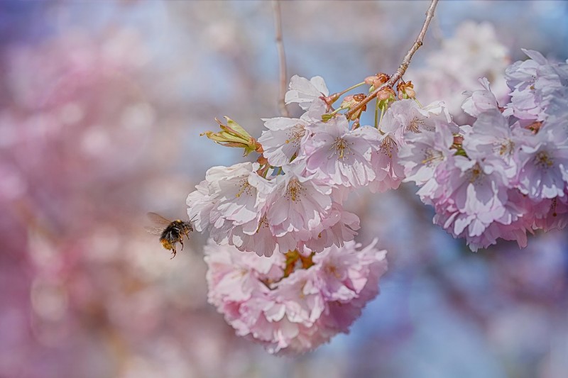 bee-1537700_1280