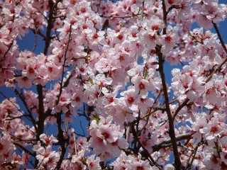 blossom-1224622_1280