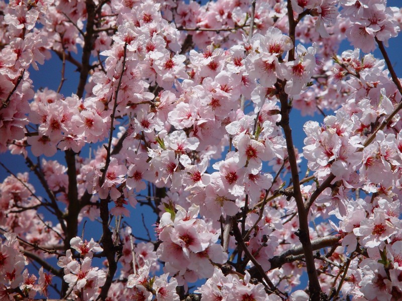 blossom-1224622_1280