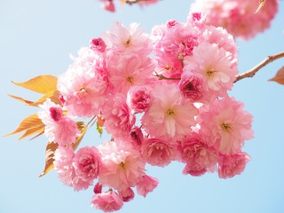 cherry-blossom-1260641