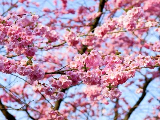 cherry-blossom-1318258