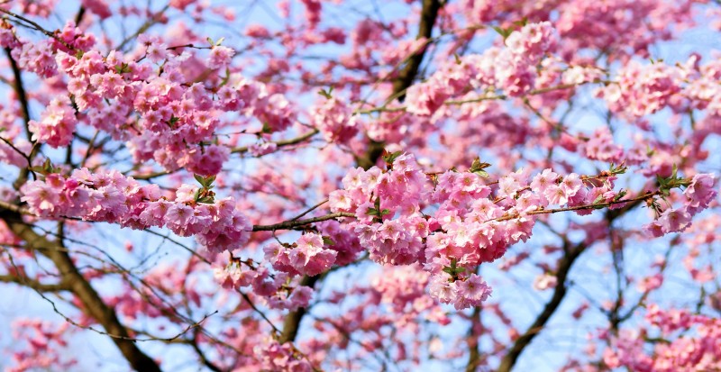 cherry-blossom-1318258