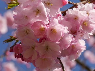 cherry-blossom-2208632_1280