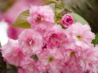 cherry-blossom-2268089_1280