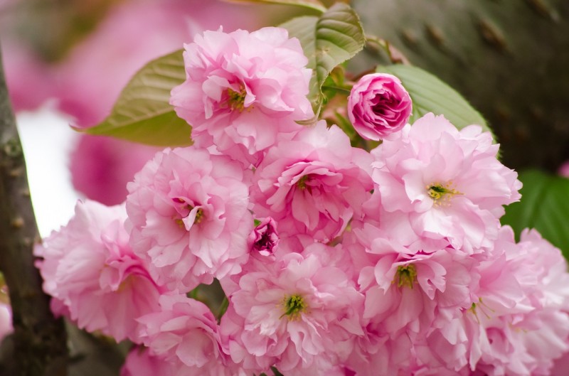 cherry-blossom-2268089_1280