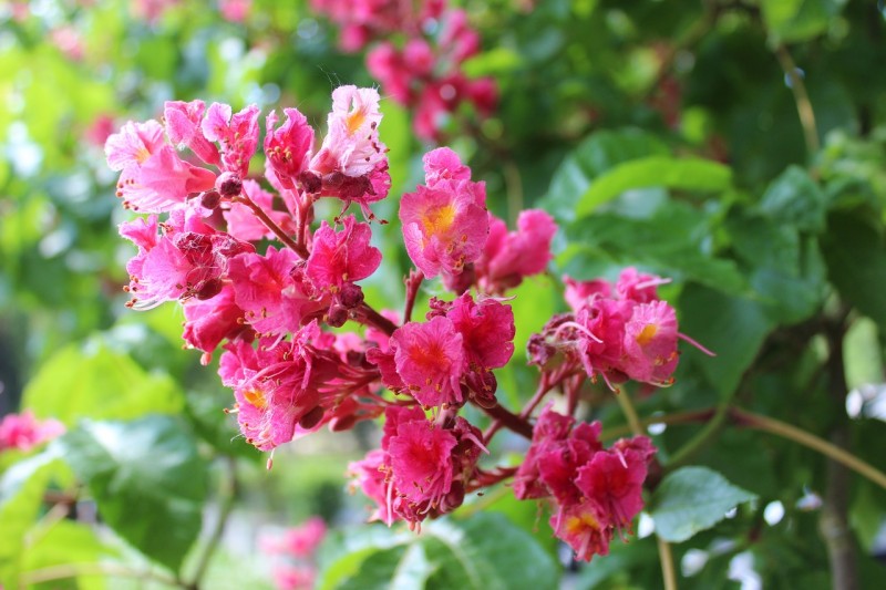 chestnut-blossom-3397176_1280