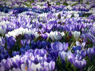 crocus-1261310_1280