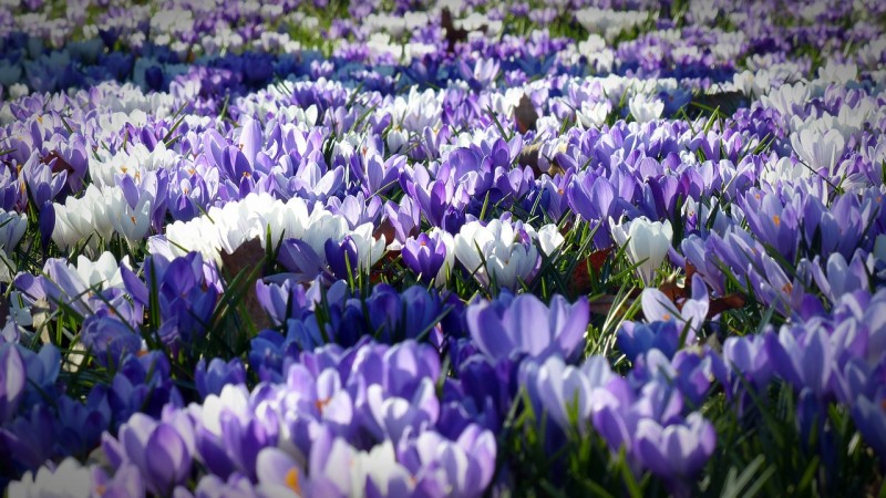 crocus-1261310_1280-2