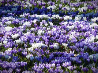 crocus-1261321_1280