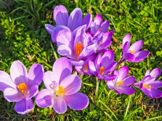 crocus-2159455_1280