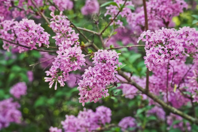 flower-3356077_1280