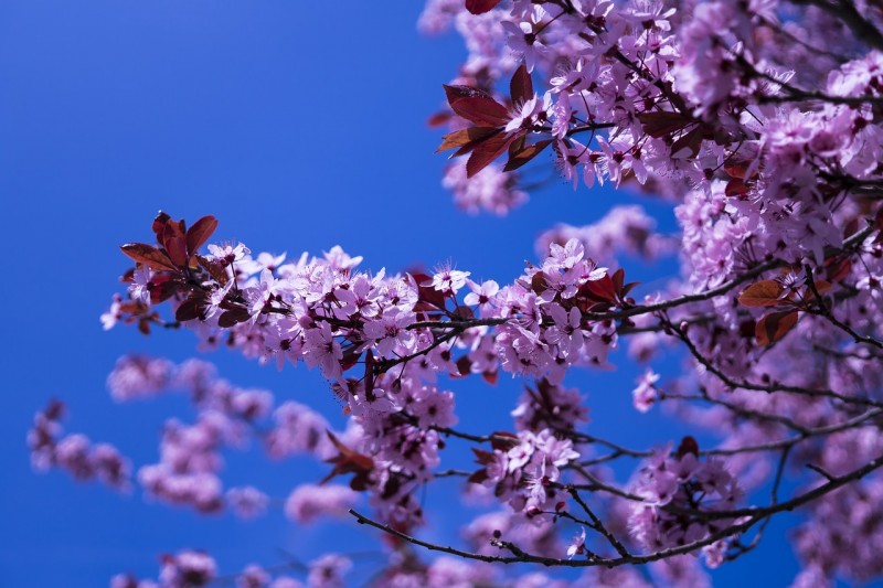 japanese-cherry-2215744_1280