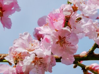 japanese-cherry-trees-3291292_1280