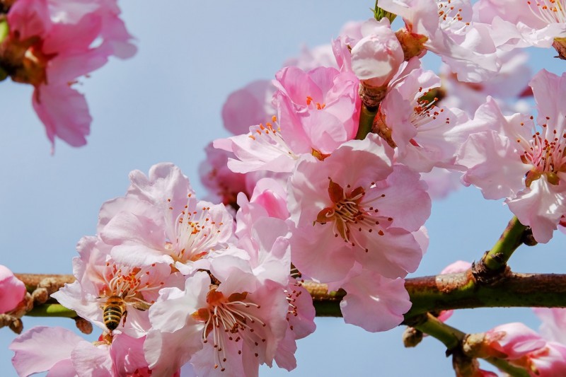 japanese-cherry-trees-3291292_1280