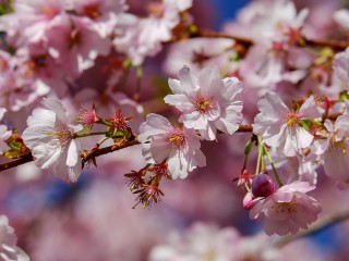 japanese-cherry-trees-3296399_1280