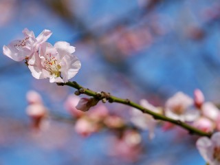 japanese-cherry-trees-3304980_1280