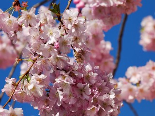 japanese-cherry-trees-3305899_1280