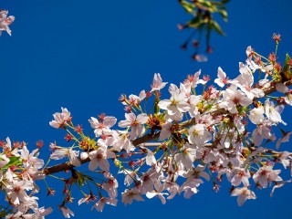 japanese-cherry-trees-3311093_1280