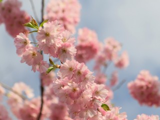 japanese-cherry-trees-3325799_1280