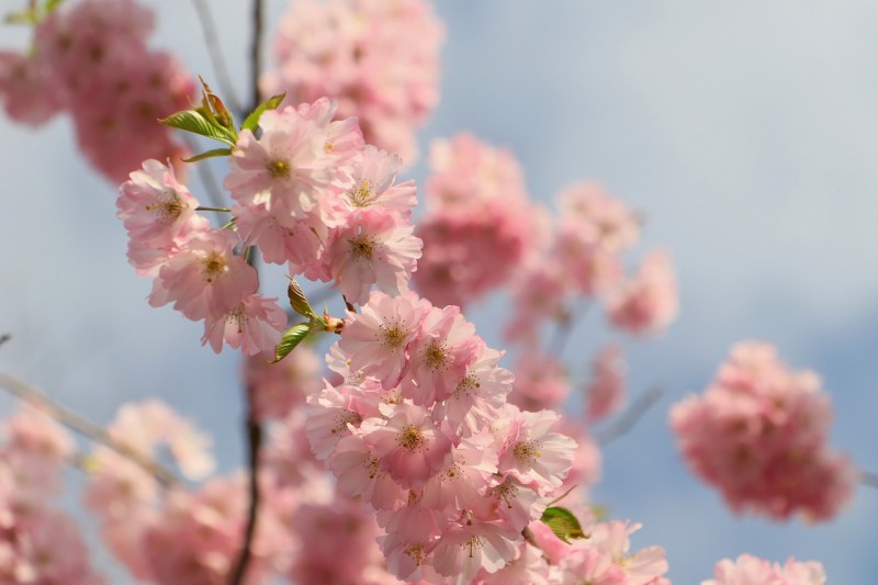 japanese-cherry-trees-3325799_1280