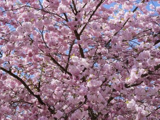 japanese-cherry-trees-724264_1280