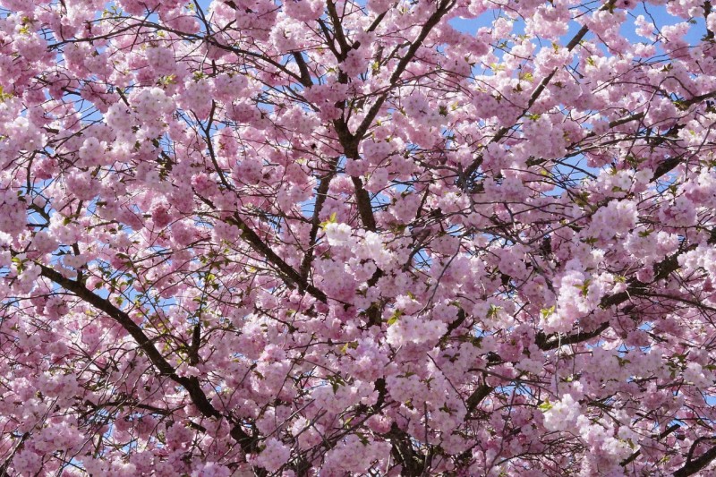 japanese-cherry-trees-724264_1280